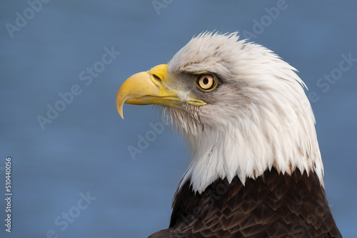 american bald eagle © Tikvah's Photography