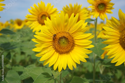 Beautiful sunflowers and honey bees that color summer  Ono City  Hyogo Prefecture  Japan 