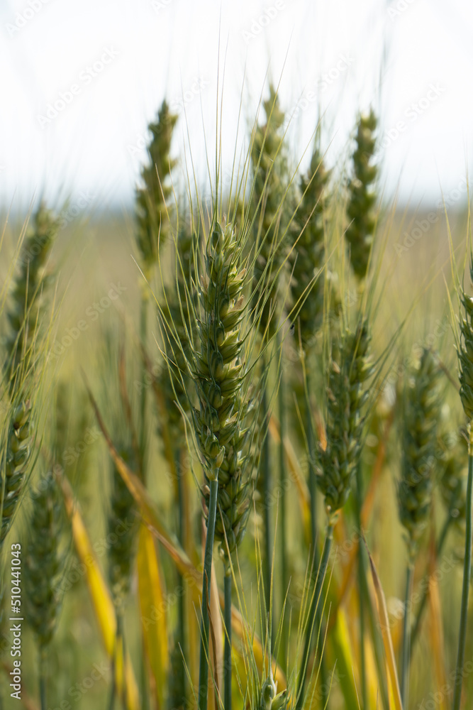 Grain Field close up before harvest Grain Field close up before harvest
