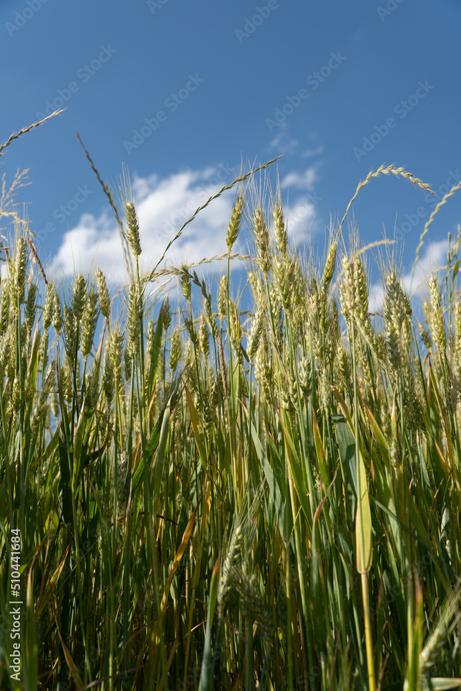 Grain Field close up before harvest Grain Field close up before harvest