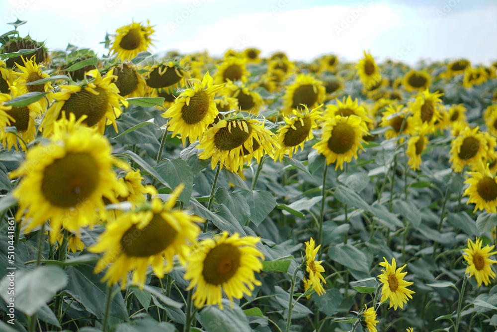 Obraz premium Blooming sunflower field. Beautiful landscape of yellow flowers in the sun. Industry, vegetable oil.