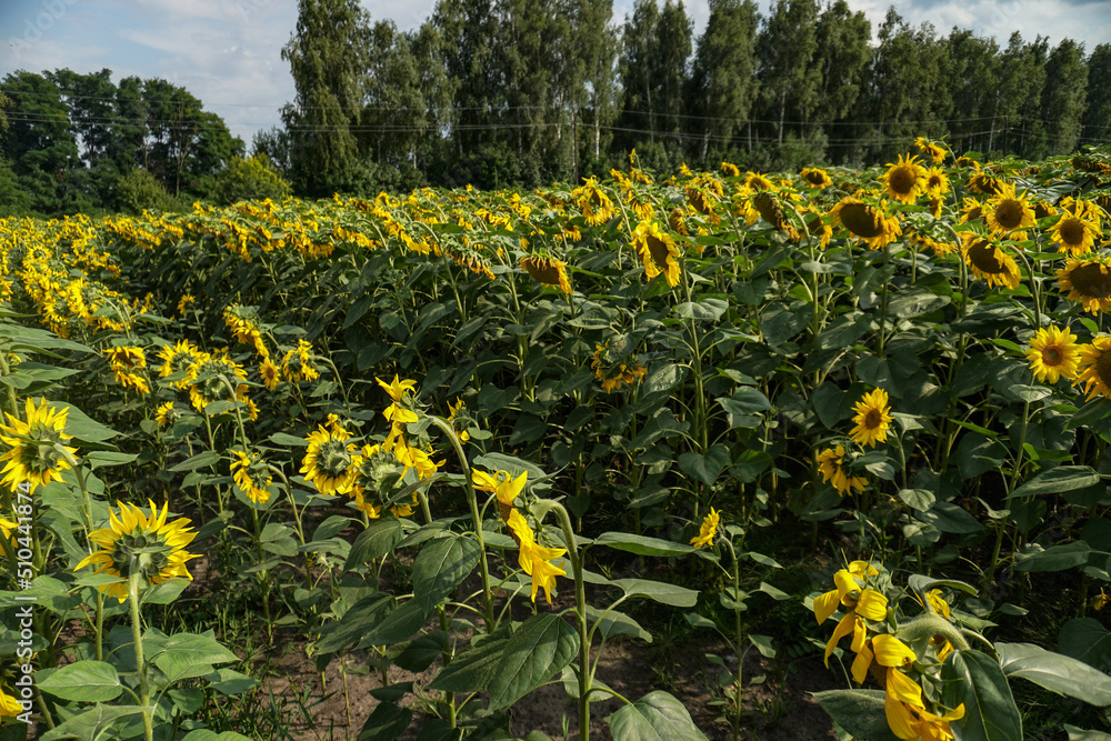 Obraz premium Blooming sunflower field. Beautiful landscape of yellow flowers in the sun. Industry, vegetable oil.