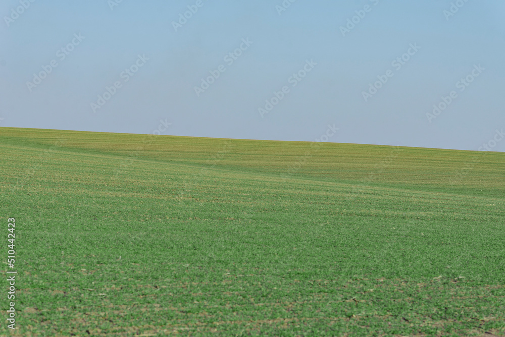Fototapeta premium Green field with blue sky as background.