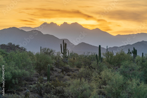 Landscape Photograph of the Sonoran Desert at sunrise