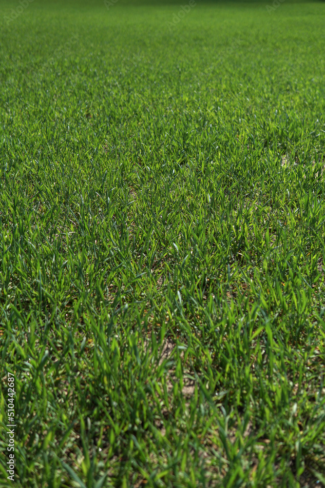 Obraz premium Green field of young wheat. Industry, food.