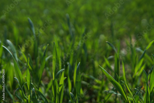 Green field of young wheat. Industry, food.