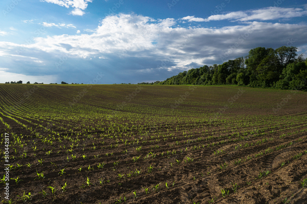 Green field with corn. Rows of young germinated plants. Agricultural industry. Beautiful summer rural landscape.