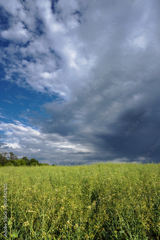 Rapeseed and blue cloudy sky. Beautiful rural landscape.