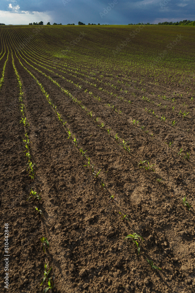 Green field with corn. Rows of young germinated plants. Agricultural industry. Beautiful summer rural landscape. Green field with corn. Rows of young germinated plants. Agricultural industry. Beautiful summer rural landscape.