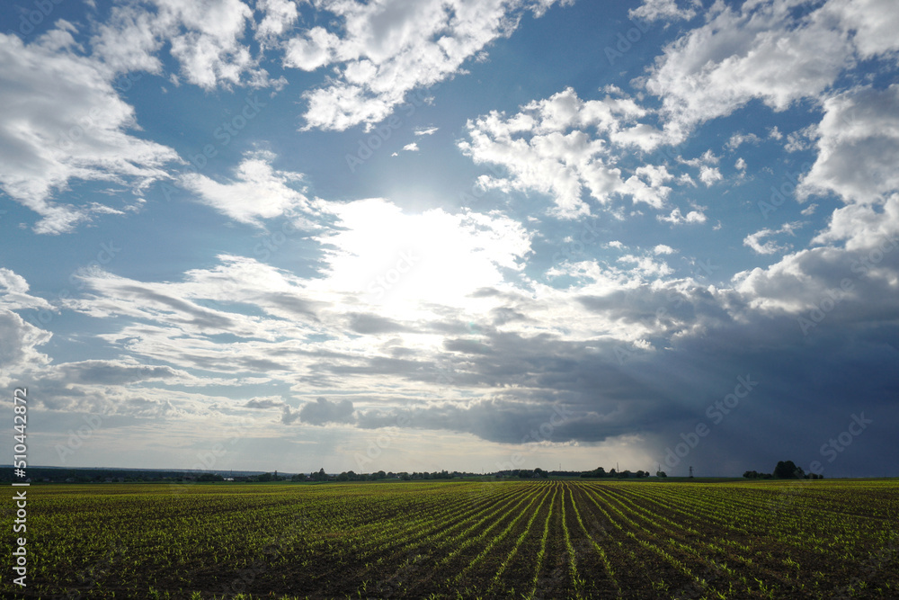 Green field with corn. Rows of young germinated plants. Agricultural industry. Beautiful summer rural landscape.