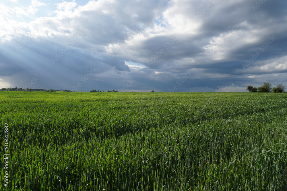 Green wheat field and blue cloudy sky. Agricultural industry. Beautiful rural landscape.
