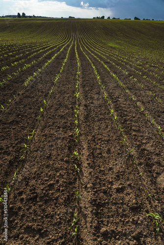 Green field with corn. Rows of young germinated plants. Agricultural industry. Beautiful summer rural landscape.