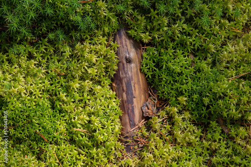 Fotografie Moss, Bryophyta, a very dense plant, is a shelter for many small living organism