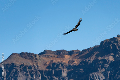 ein Condor im Colca Canyon