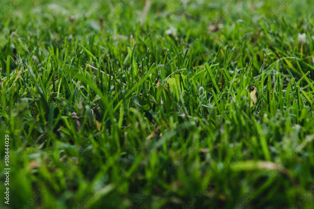 Green grass textured background. Perfect green background by the fresh grass Green grass textured background. Perfect green background by the fresh grass