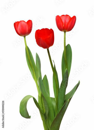 Fototapeta Naklejka Na Ścianę i Meble -  three red tulip bunch