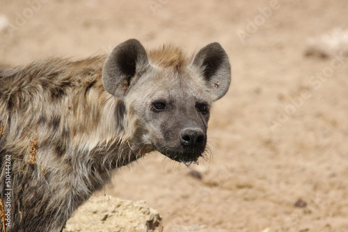 Spotted Hyena in the Kgalagadi