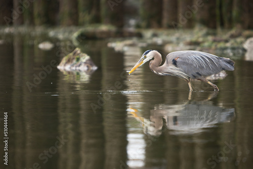 A great blue heron standing in reflective water near the coast of Puget Sound slowly stalks a fish from above.