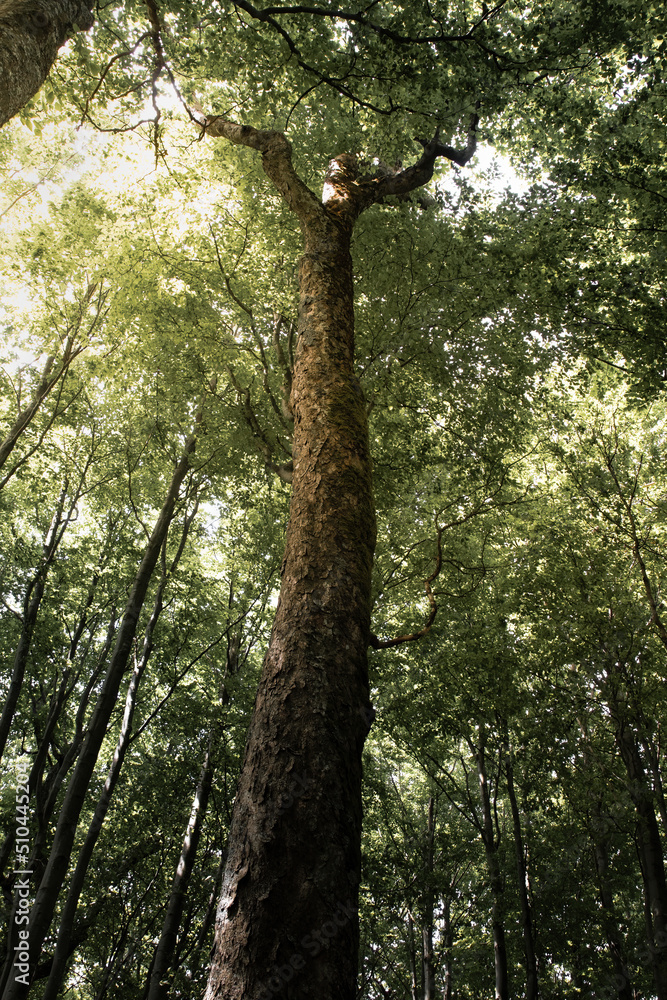 Fototapeta premium Thick tree limb, tree seen from below, looking up, tree crown with green leaves