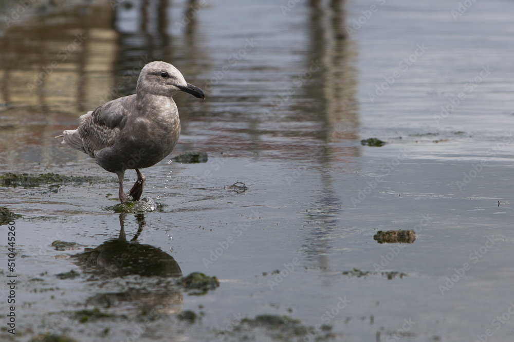 seagull on the beach seagull on the beach