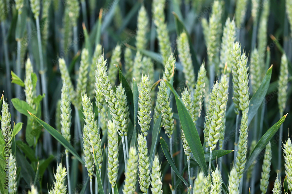 Zboże pszenica rośnie na polu na Ukrainie z którego będzie jedzenie.  - obrazy, fototapety, plakaty 