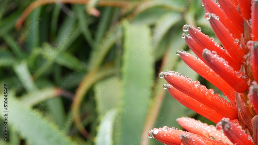 Red aloe flower in dew or rain drops, fresh juicy wet plant leaves in raindrops or droplets. California succulent flora in spring morning garden. Bloom, tropical blossom or inflorescence of aloe vera. Red aloe flower in dew or rain drops, fresh juicy wet plant leaves in raindrops or droplets. California succulent flora in spring morning garden. Bloom, tropical blossom or inflorescence of aloe vera.