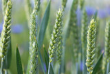 Zboże pszenica rośnie na polu na Ukrainie z którego będzie jedzenie. 