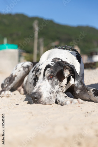 great dane dog rests on the beach in brazil