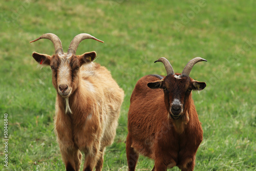 A pair of goat (Capra hircus) on grassland