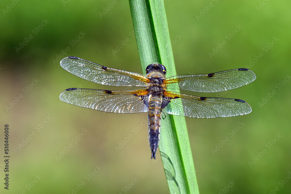 Dragonfly hold on dry branches and copy space .Dragonfly in the nature. Dragonfly in the nature habitat. Beautiful nature scene with dragonfly outdoor.a background wallpaper. Dragonfly hold on dry branches and copy space .Dragonfly in the nature. Dragonfly in the nature habitat. Beautiful nature scene with dragonfly outdoor.a background wallpaper.