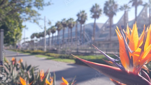 Photography Palm trees and strelitzia crane flower, San Diego city street, California USA
