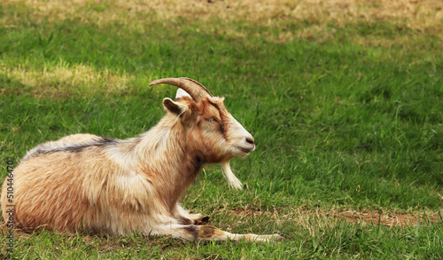 A goat (Capra hircus) resting on the grass photo