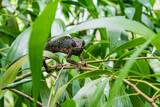 Chameleon on a branch hiding in leaves. Chameleo on Zanzibar