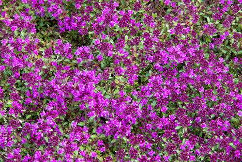 Red creeping thyme (Thymus serpyllum 'Coccineus')