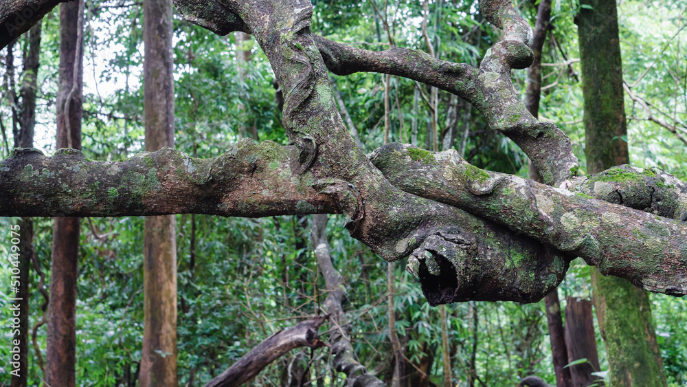 Rainforest spiral Vine the tree