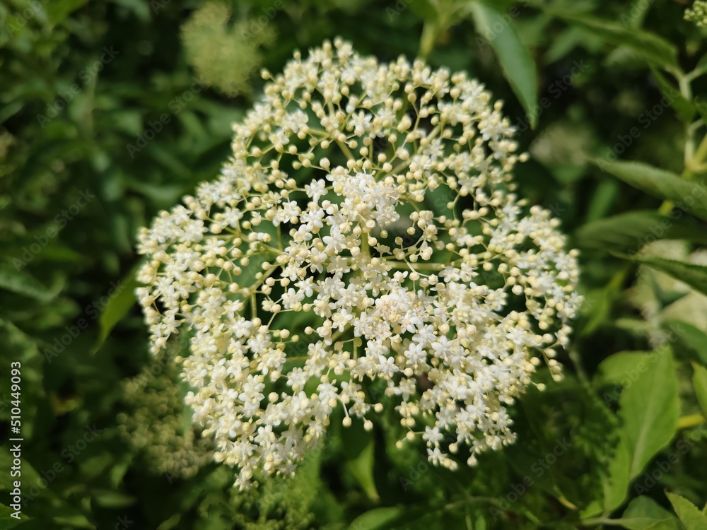 Holunderblüten Holunderblüten