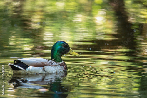 A wild duck swims in a summer river. There is artistic noise.