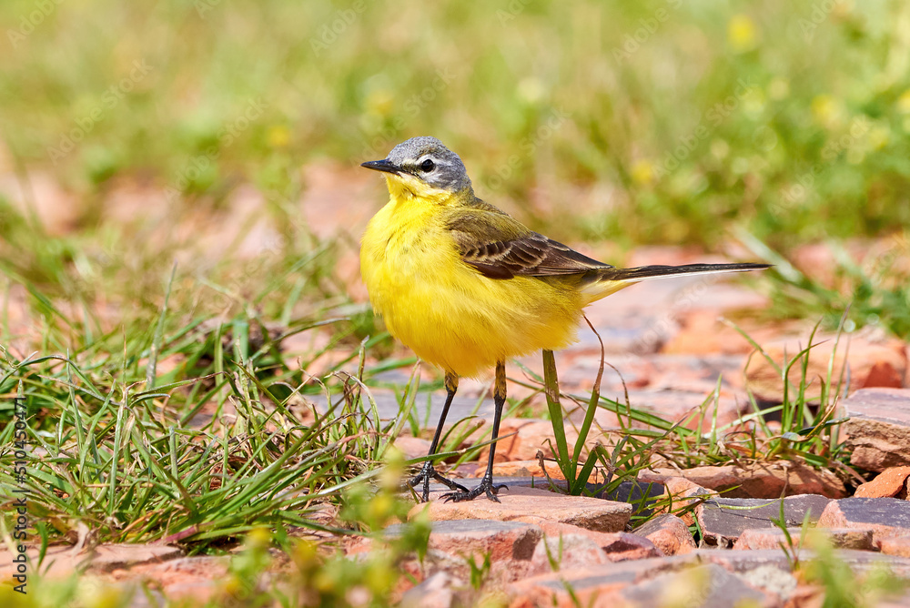 Western Yellow Wagtail bird (Motacilla flava)