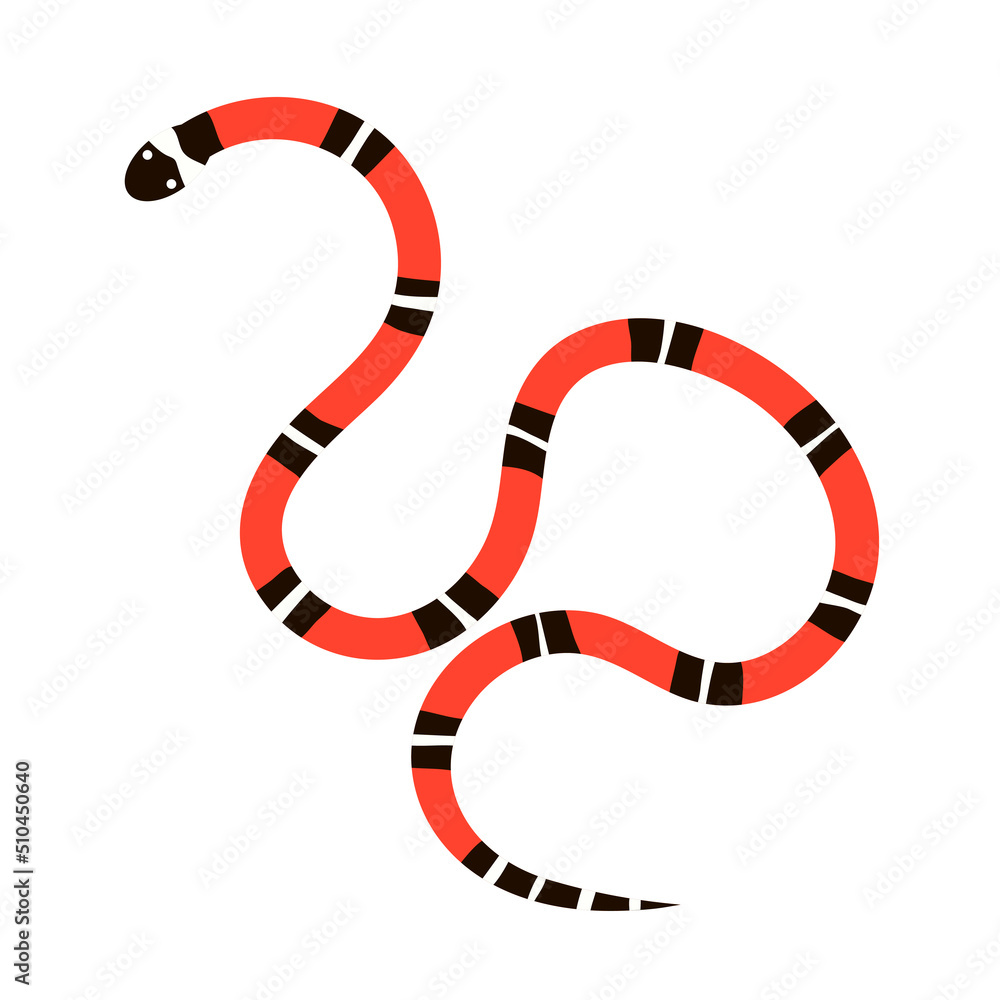 Fototapeta premium Poisonous colorful snake aspid. An exotic reptile with a red striped pattern. Wild tropical animal. Wildlife and fauna. Vector flat illustration isolated on white background