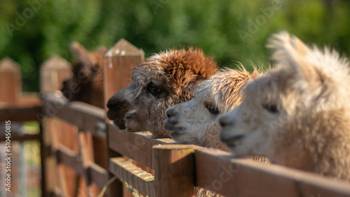 Alpacas, Wales (UK)