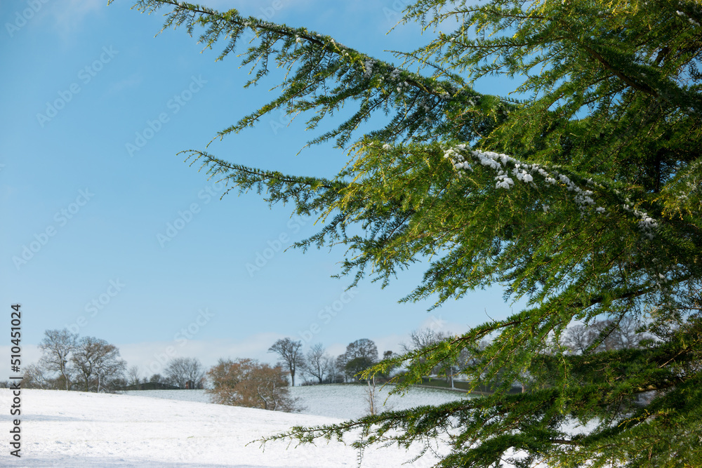 Evergreen conifer tree in snowscape and bright sun