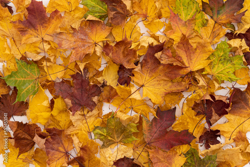 Closeup of multicolored yellow, orange, red nad green dried maple leaves on wooden background. Autumn concept