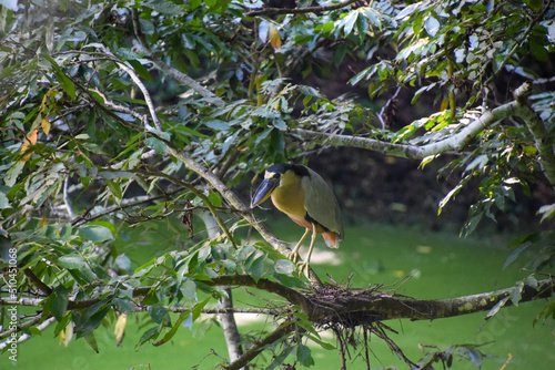 yellow billed hornbill