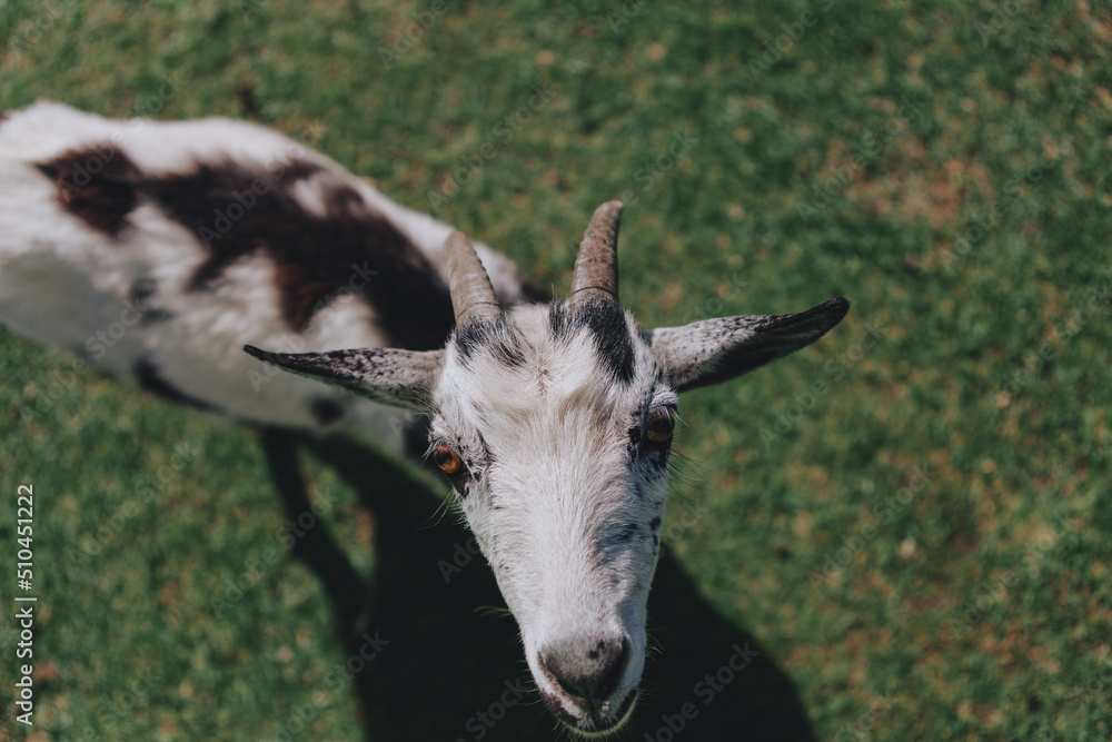 Cute and beautiful domestic goats with horns Cute and beautiful domestic goats with horns