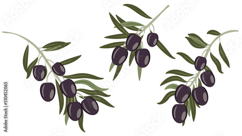 Dark olives on branch