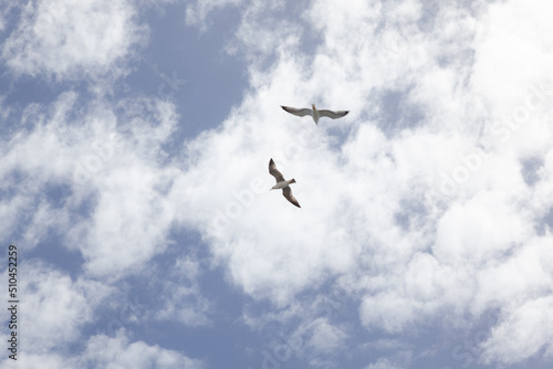 seagull flying through blue sky with clouds