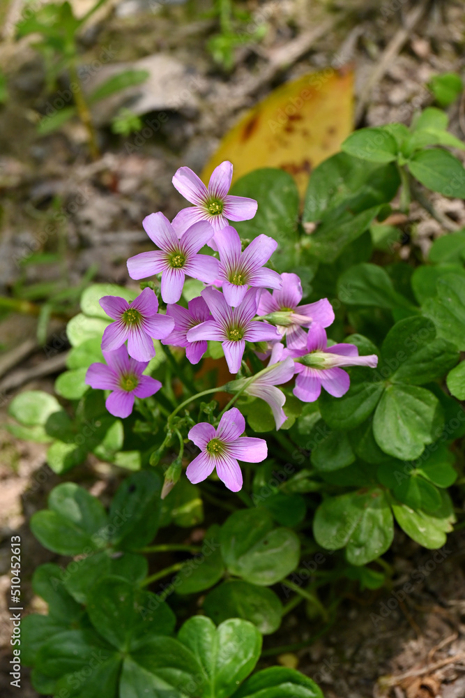closeup the bunch purple ethics and native flower growing with leaves and plant in the farm field over out of focus green brown background. closeup the bunch purple ethics and native flower growing with leaves and plant in the farm field over out of focus green brown background.