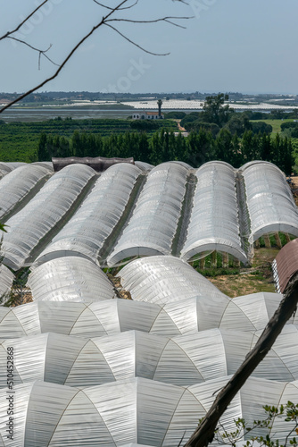 Large area of greenhouses for strawberry cultivation in Huelva, Andalusia