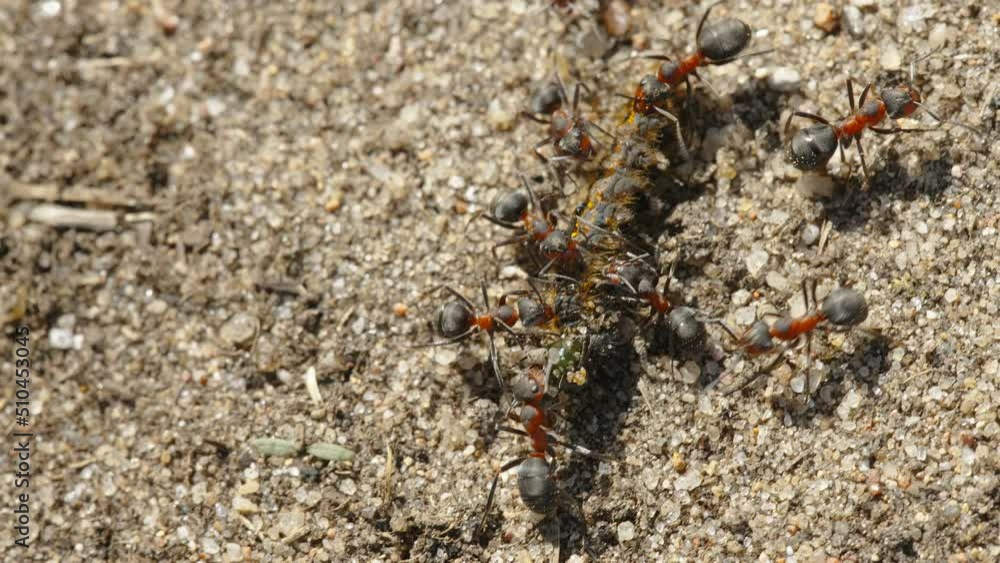 A dead worm being swarmed by the red ants to carry it to their anthill in Estonia A dead worm being swarmed by the red ants to carry it to their anthill in Estonia