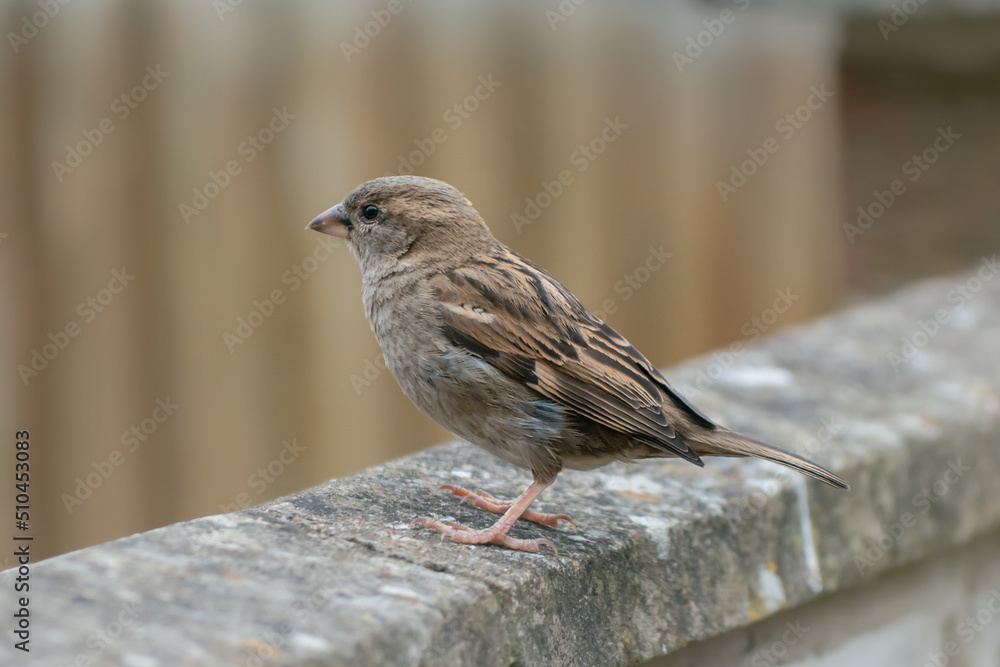 A fledgling house sparrow on a garden wall A fledgling house sparrow on a garden wall
